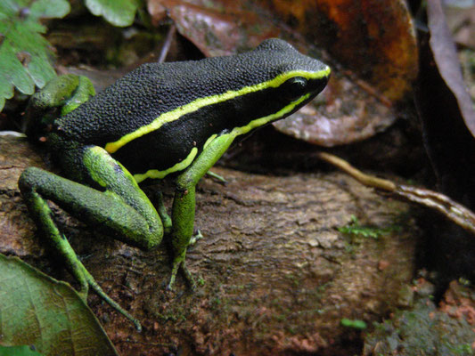 Ameerega (Epidedobates)  trivittata - Three-striped poison frog