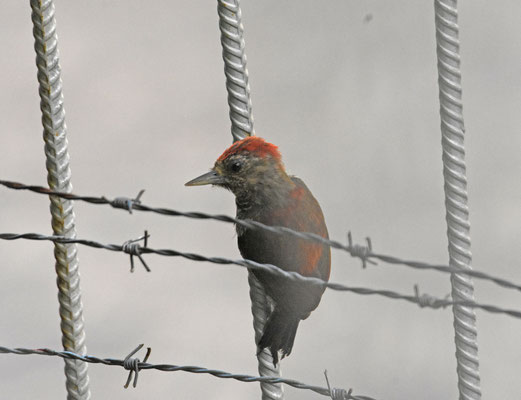 Blood-colored Woodpecker