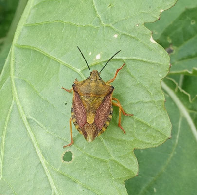 Carpocoris mediterraneus