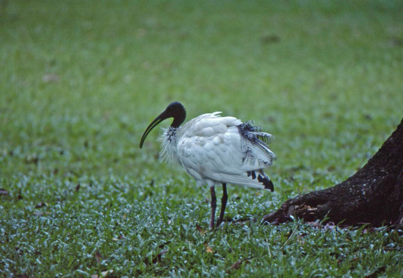 Australian White Ibis