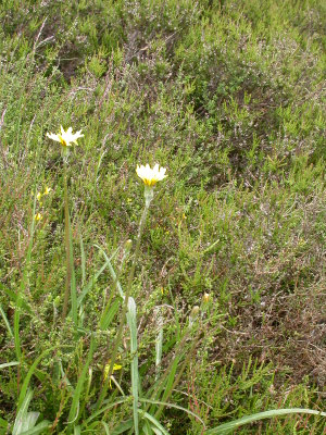 Scorzonera humilis - Kleine schorseneer