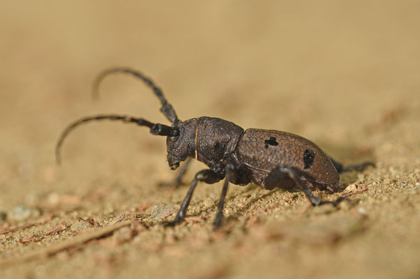 Herophila tristis