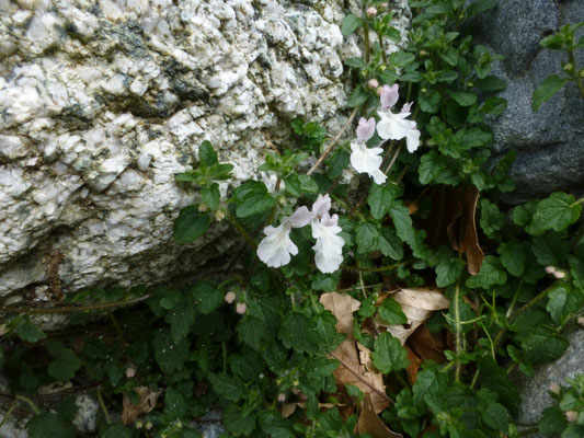 Stachys corsica
