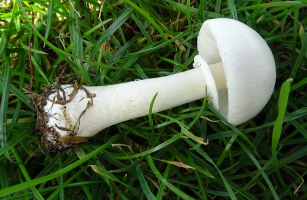 Blanke champignonparasol