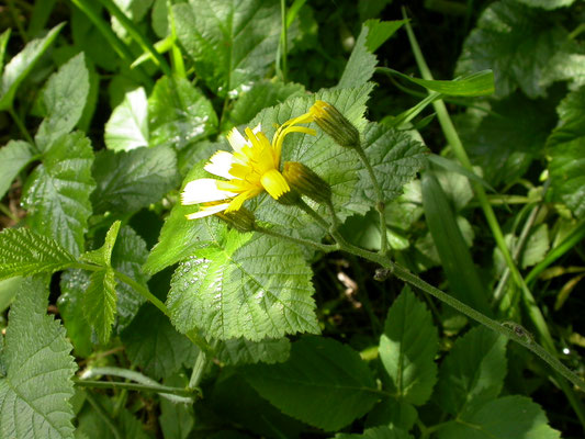 Hieracium murorum - Muurhavikskruid
