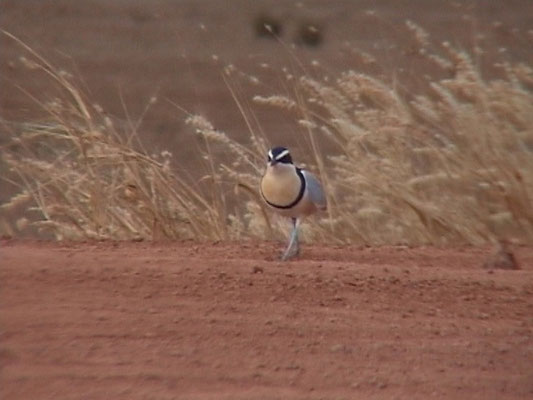 Pluvianus aegyptius - Egyptian Plover