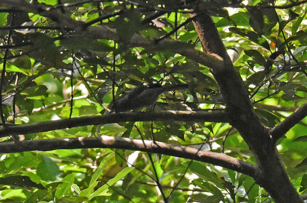 Fasciated Antshrike