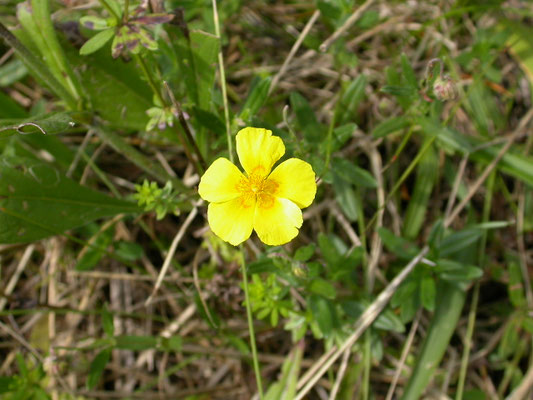 Helianthemum nummularium - Geel zonneroosje