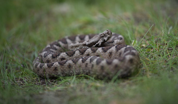 Zandadder