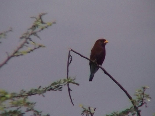 Eurystomus glaucurus - Broad-billed Roller