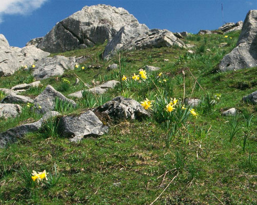 Narcissus pseudonarcissus