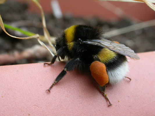 Bombus terrestris/lucorum/magnus/cryptarum - Aardhommelgroep