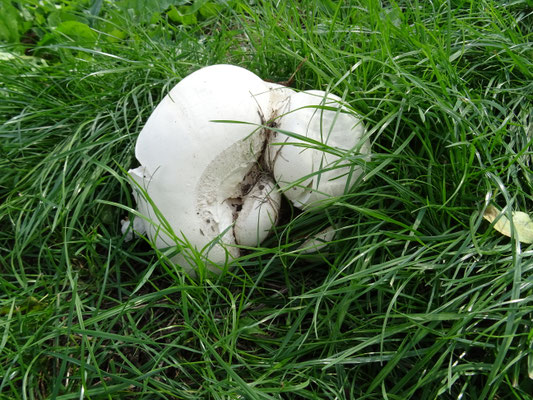 Calvatia gigantea - Reuzenbovist
