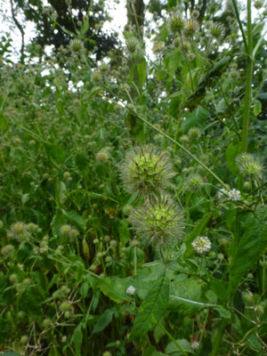 Dipsacus pilosus - Kleine kaardebol