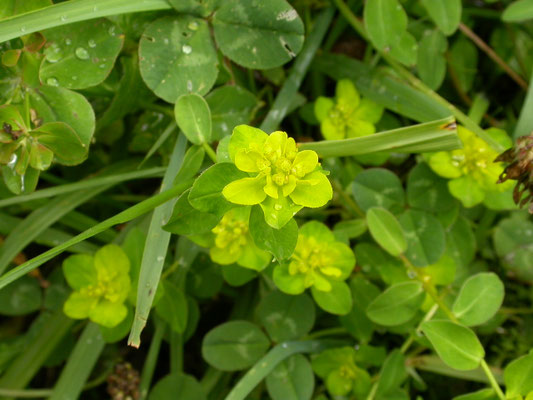 Euphorbia helioscopa - Kroontjeskruid