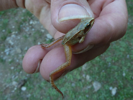 Rana dalmatina