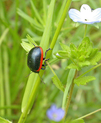 Hydrothassa aucta
