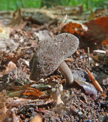 Helvella macropus - Schotelkluifzwam