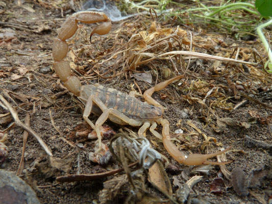 Mesobuthus gibbosus