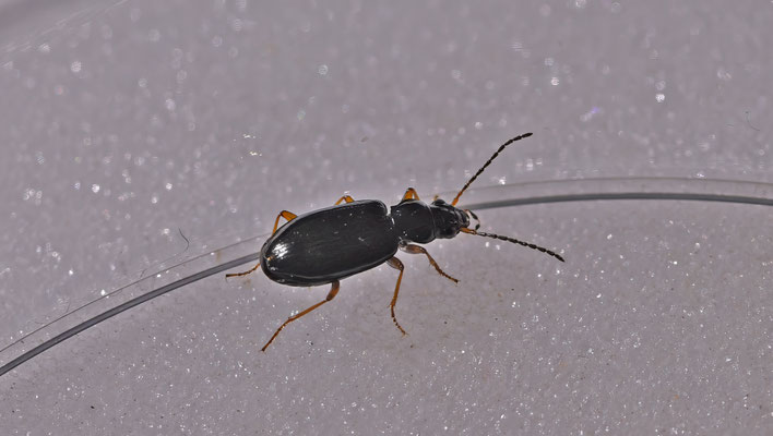 Bembidion lampros - Glanspriemkever