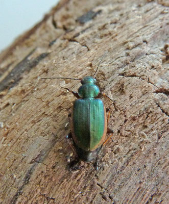 Agonum marginatum