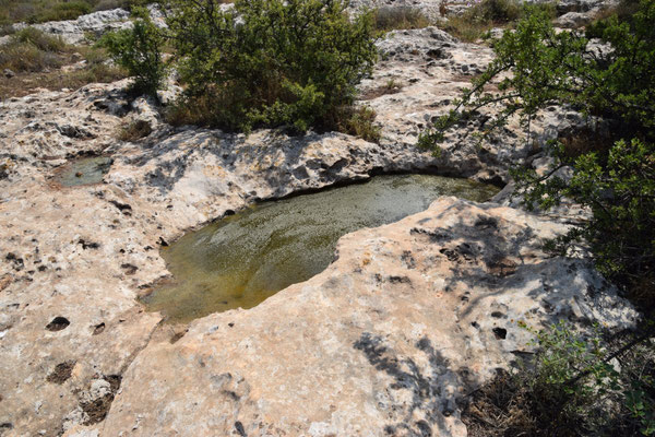 kleine plas water, prima biotoop