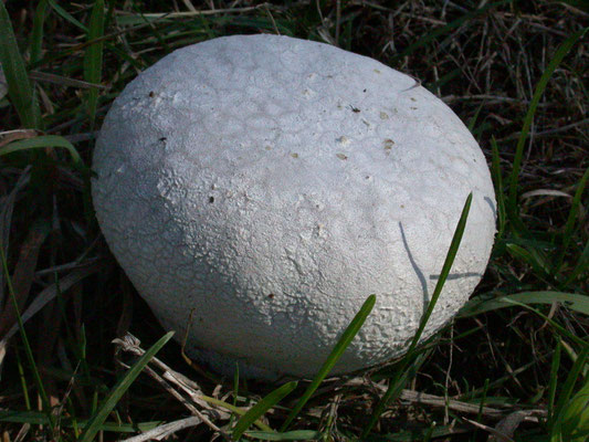 Calvatia utriformis - Ruitjesbovist