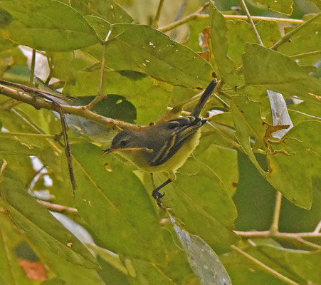 Large-headed Flattbill