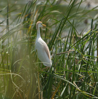 Koereiger