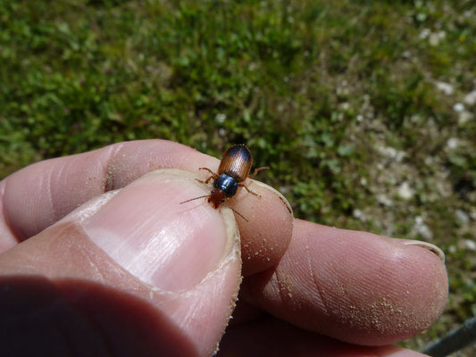 Bonte sierloper