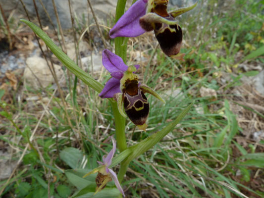 Ophrys scopolax - Snipophrys