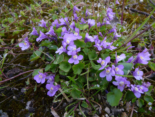 Cymbalaria muralis - Muurleeuwenbek