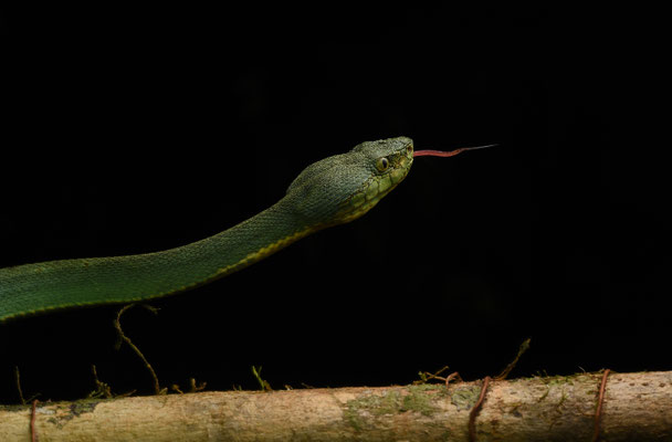 Bothriopsis bilineata bilineata - Groene Boomlanspuntslang (Papegaaislang)