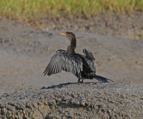 Phalacrocorax africanus - Long-tailed Cormorant