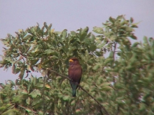 Broad-billed roller