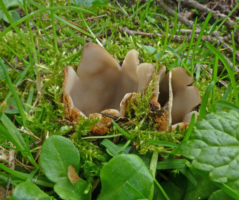 Geopora sumneriana - Cedergrondbekerzwam