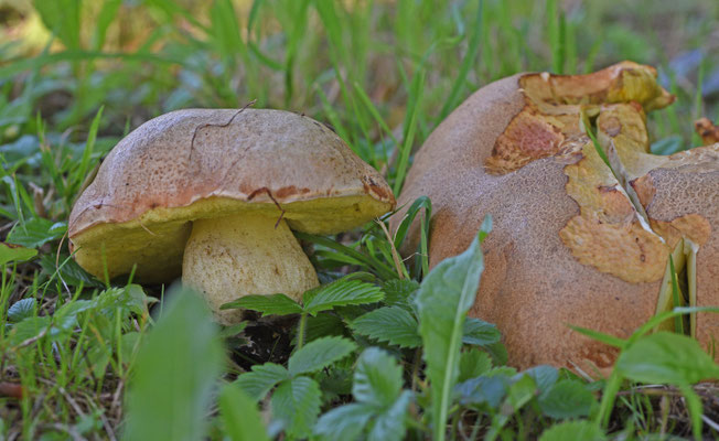 Goudporieboleet