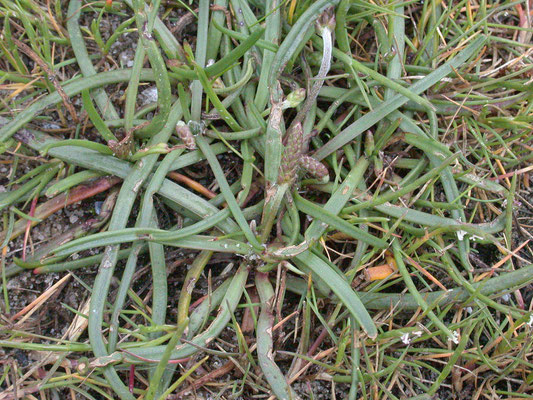 Plantago maritima - Zeeweegbree