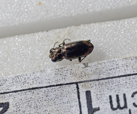 Notiophilus substriatus - Oeverspiegelloopkever
