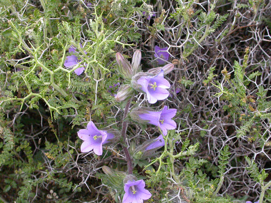 Campanula trachelium - Ruig klokje