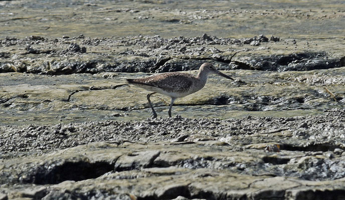 Willet