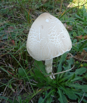 duinparasolzwam