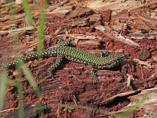 Muurhagedis (Podarcis muralis), foto Ruud