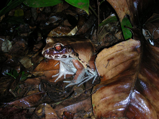 Leptodactylus pentadactylus - Smoky Jungle Frog, South American Bullfrog