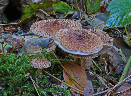 Lepiota echinacea - Fijnschubbige parasolzwam