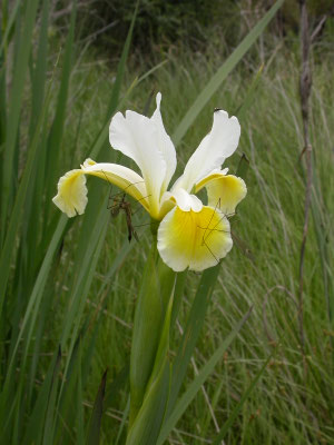 Iris orientalis