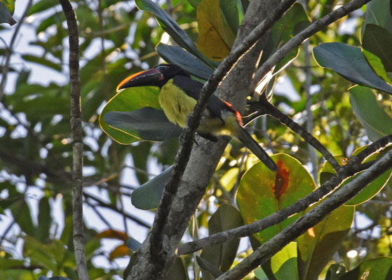 Green Aracari