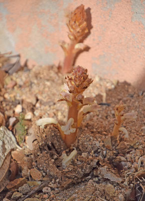 Orobanche species - bremraap