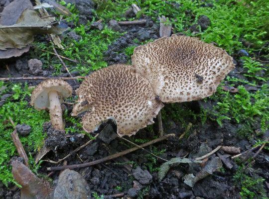 Lepiota jacobi - Wollige stekelparasolzwam
