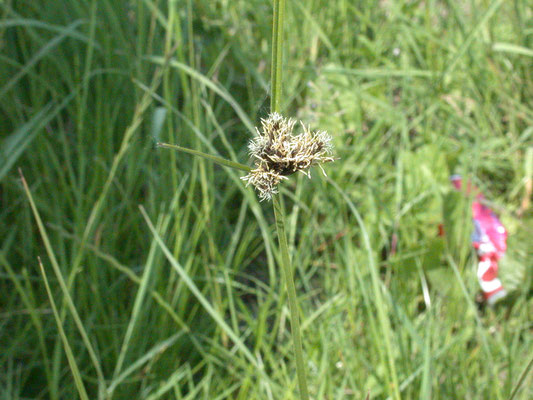 Scirpus maritimus - Zeebies